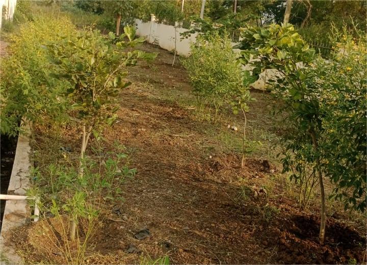 वृक्षरोपण